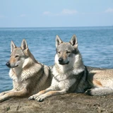 Lobo checoslovaco
