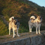 Elkhound noruego gris