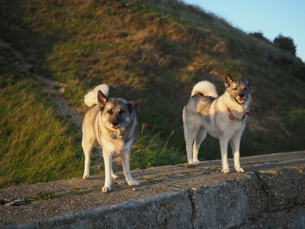 Norwegian Elkhound Grey