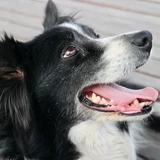 Border collie