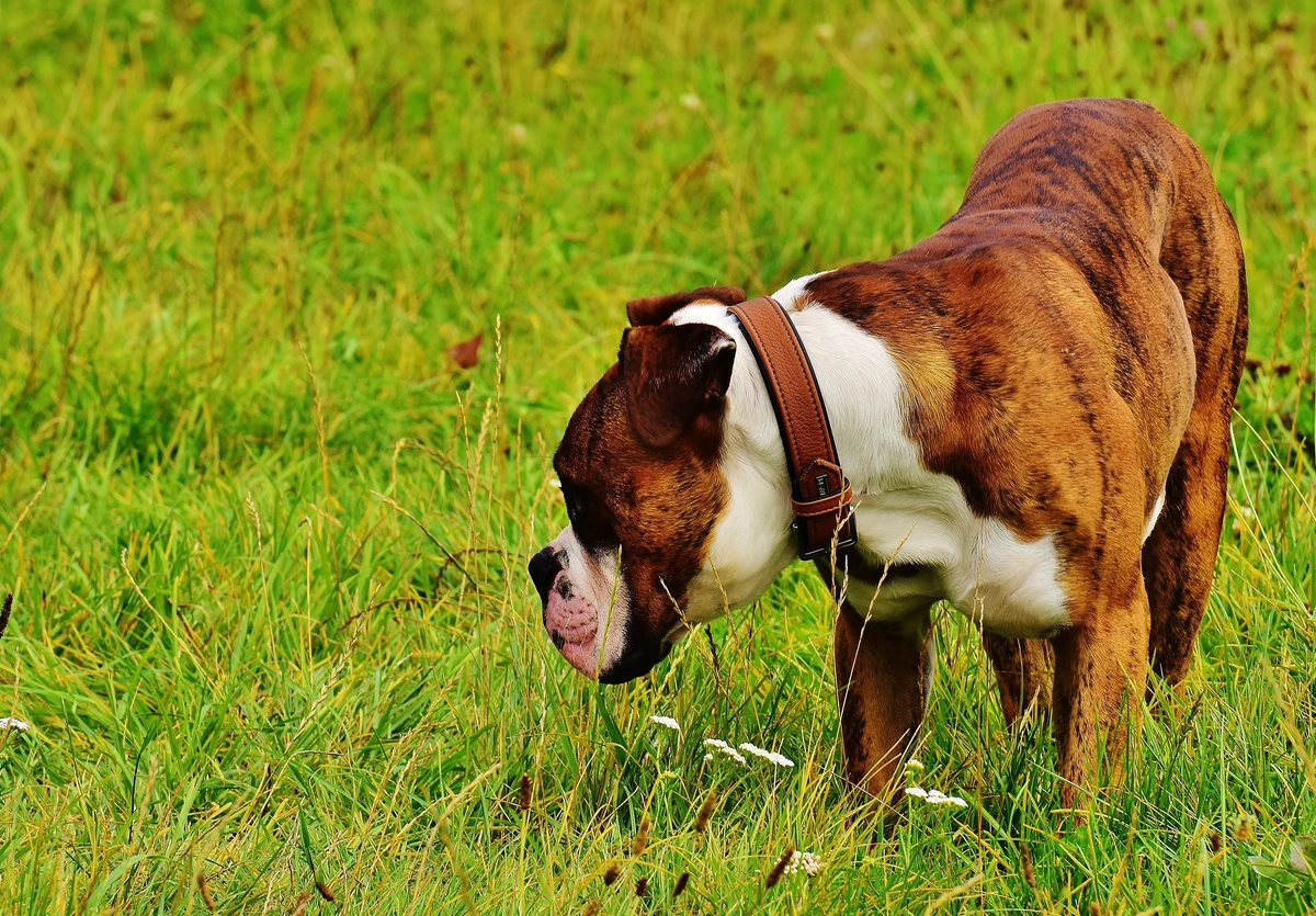 Boxer