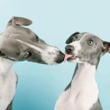 Whippet