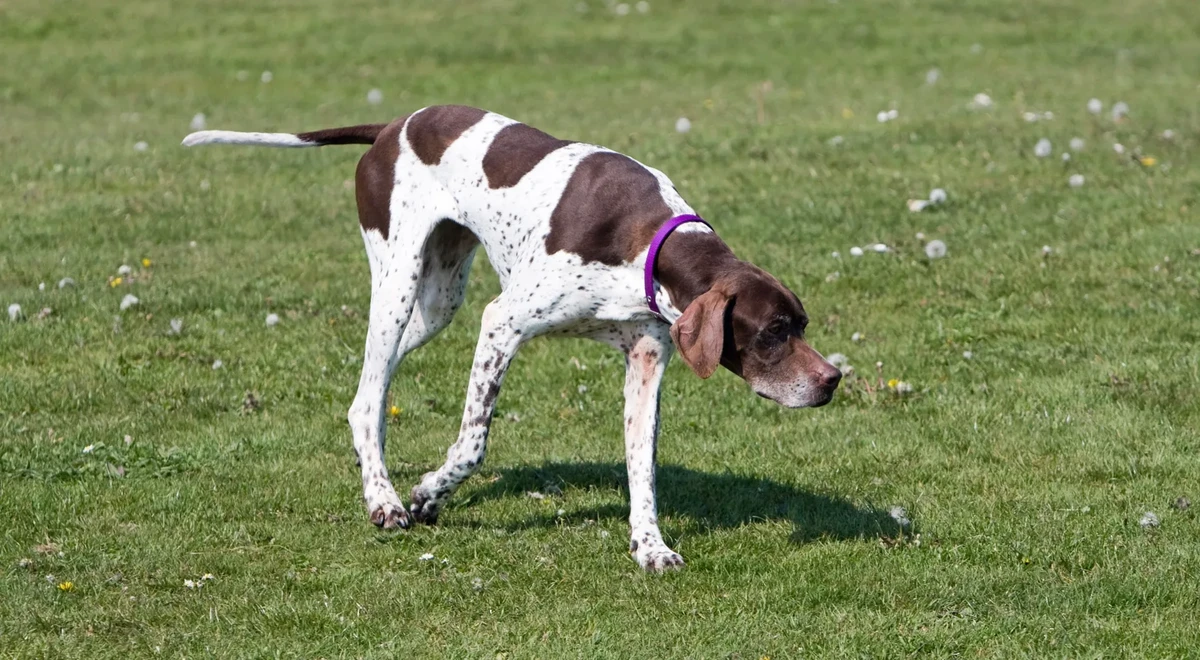 Black and Tan Coonhound