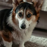 Corgi pembroke