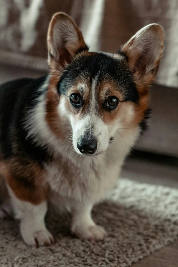 Pembroke Welsh Corgi
