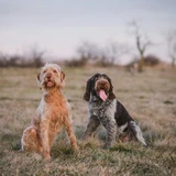 Spinone italiano