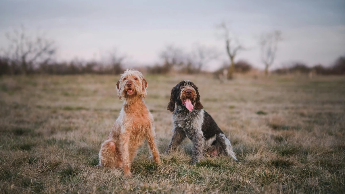 Italian Spinone