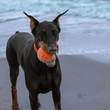 Doberman