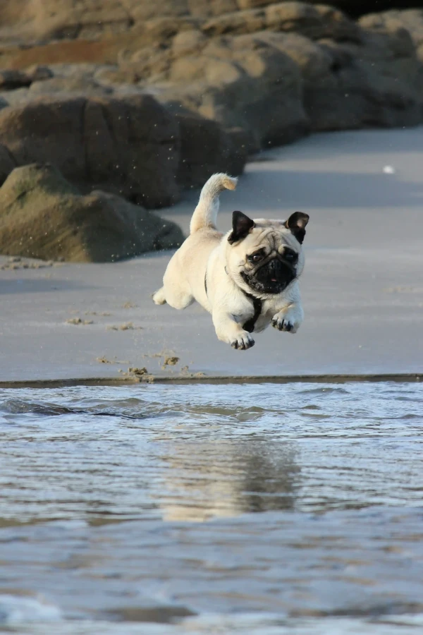 Pug