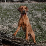 Rhodesian Ridgeback