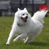 Perro esquimal americano