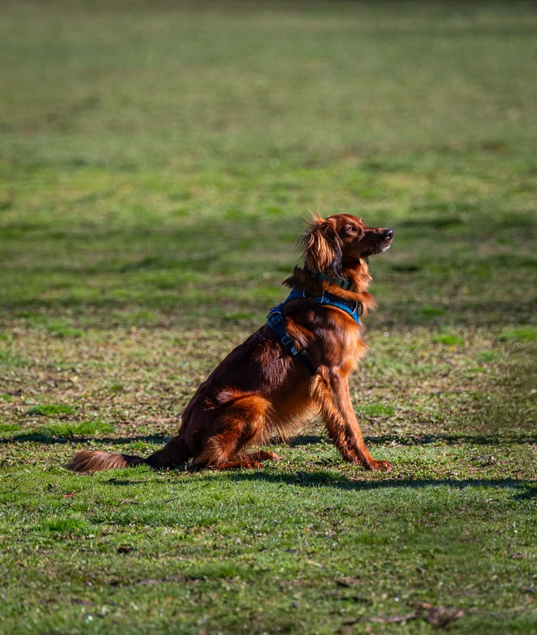 Irischer Setter