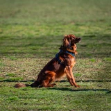 Irischer Setter