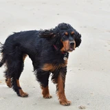 Gordon Setter