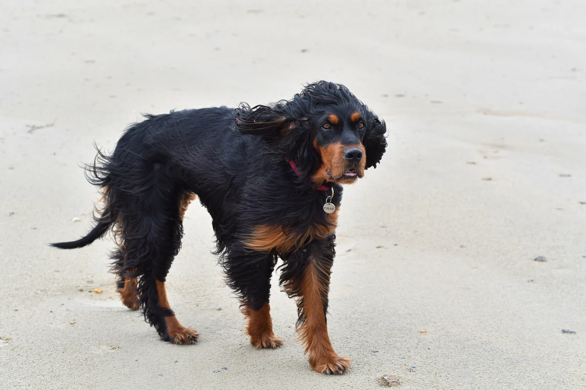 Gordon Setter