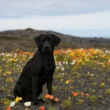 Labrador retriever