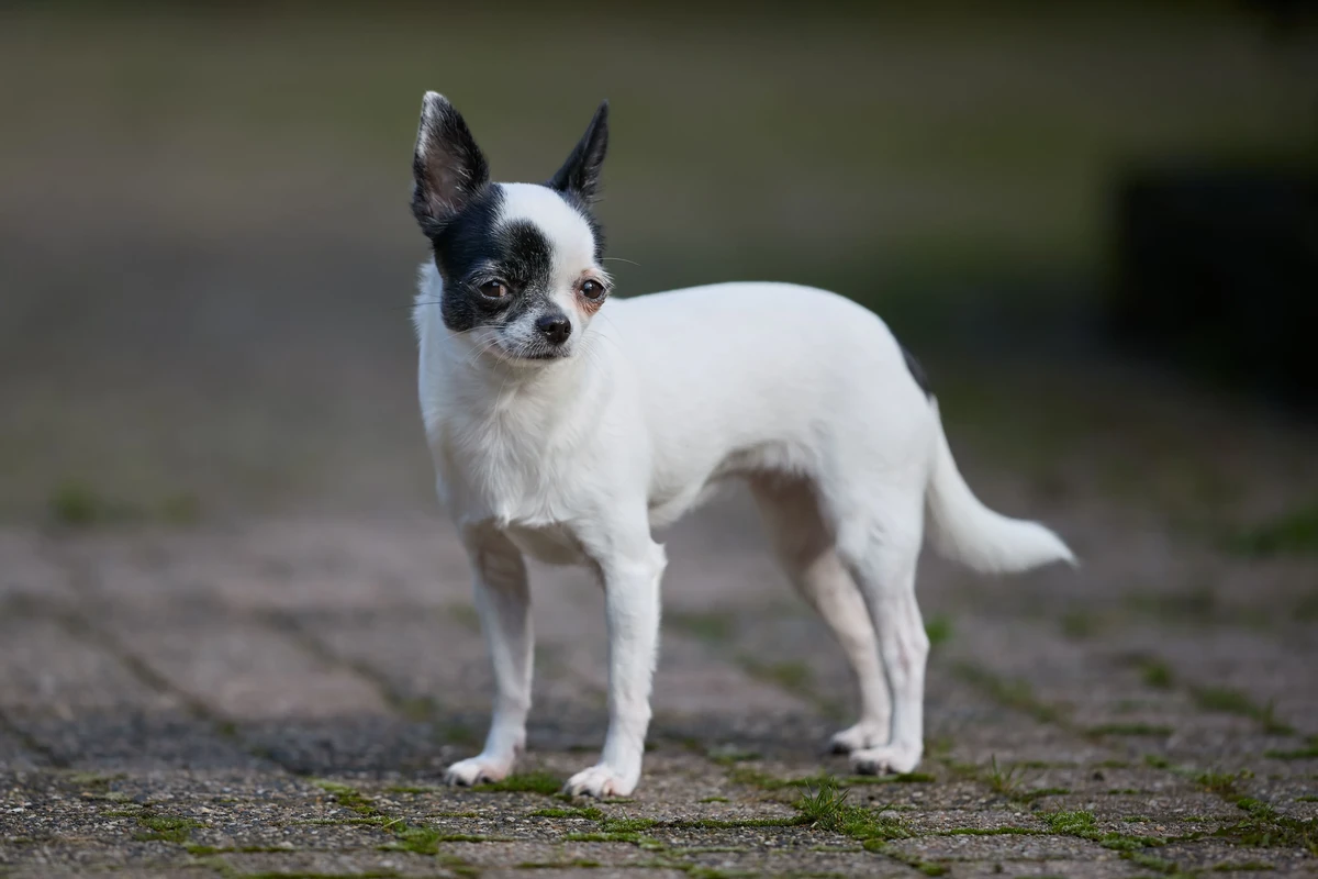 Chihuahua