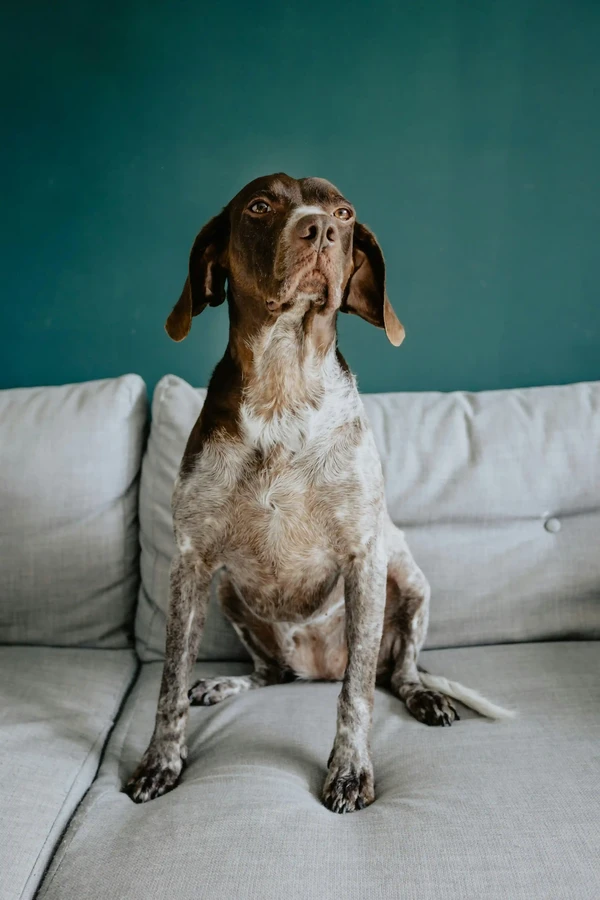 German Shorthaired Pointer