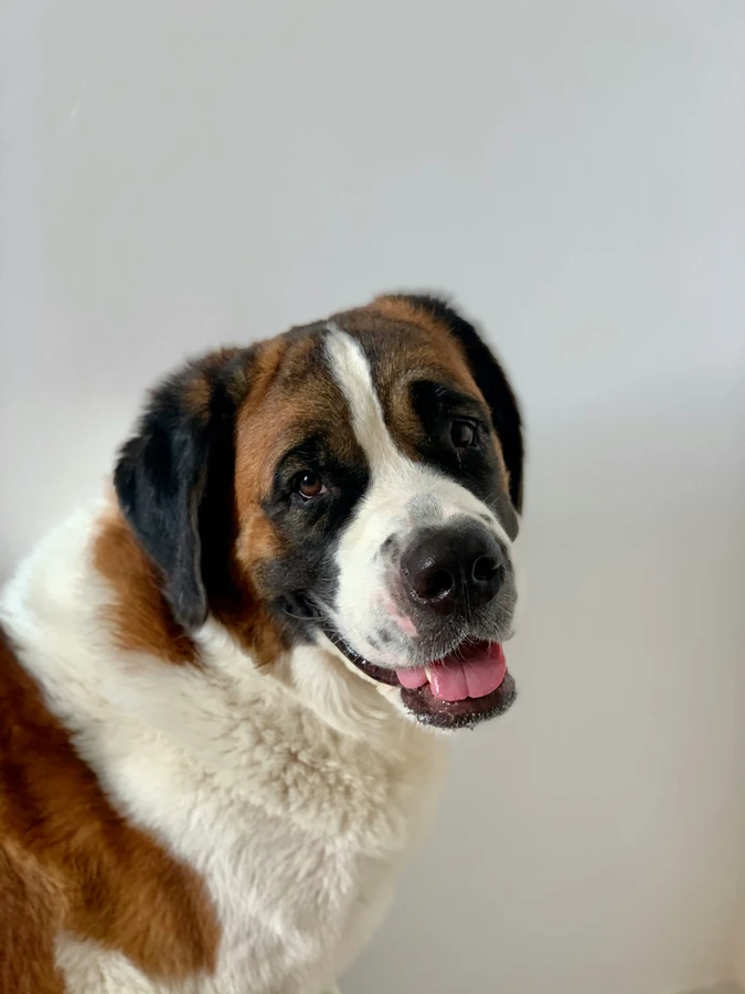 Saint Bernard