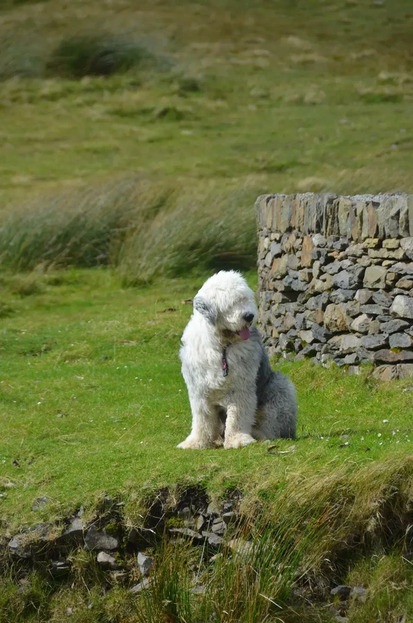 Old English Sheepdog