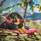 Tibetan Mastiff