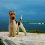 Terrier de Fox duro