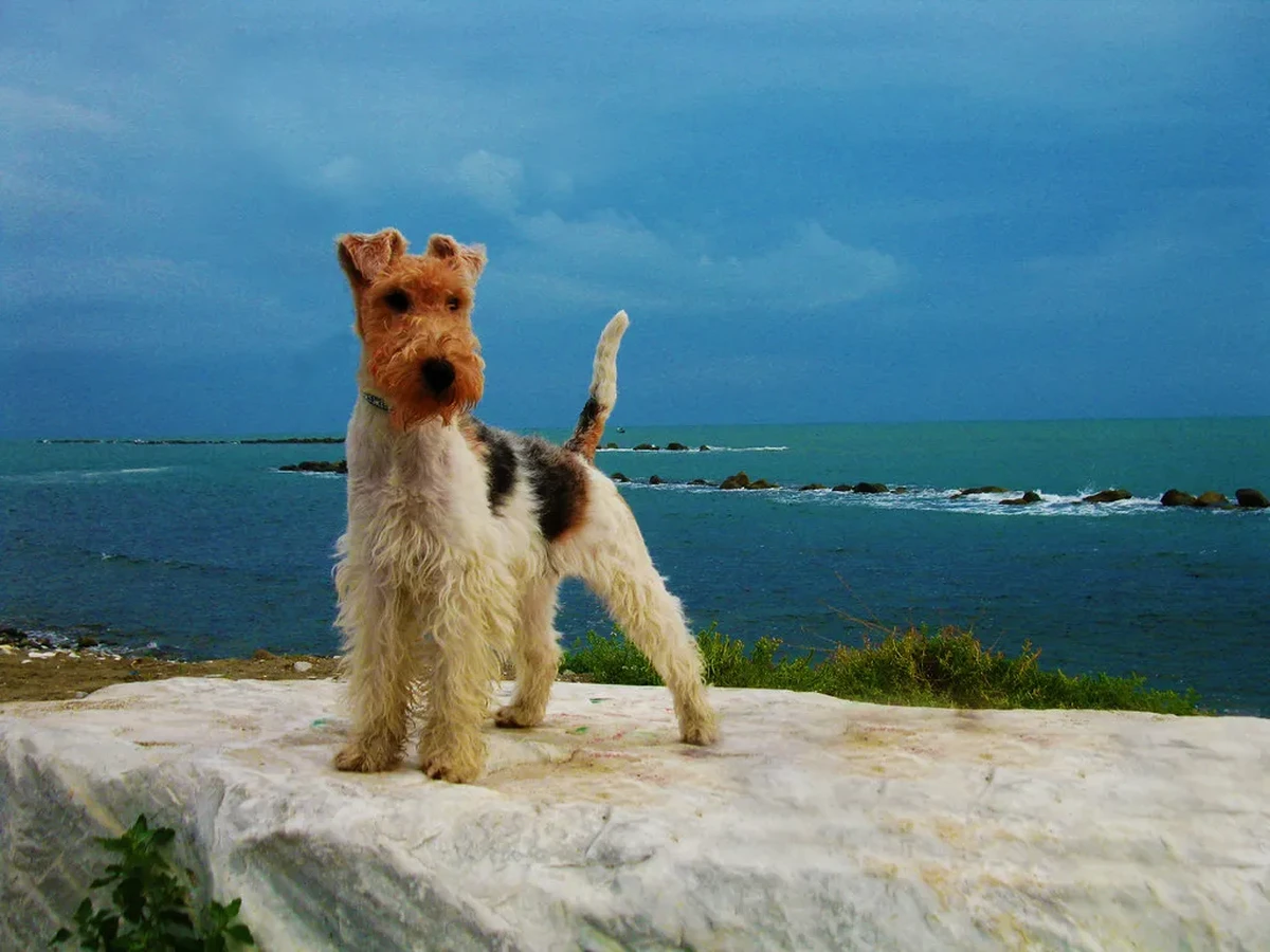 Wire Fox Terrier