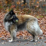 Belgischer Schäferhund