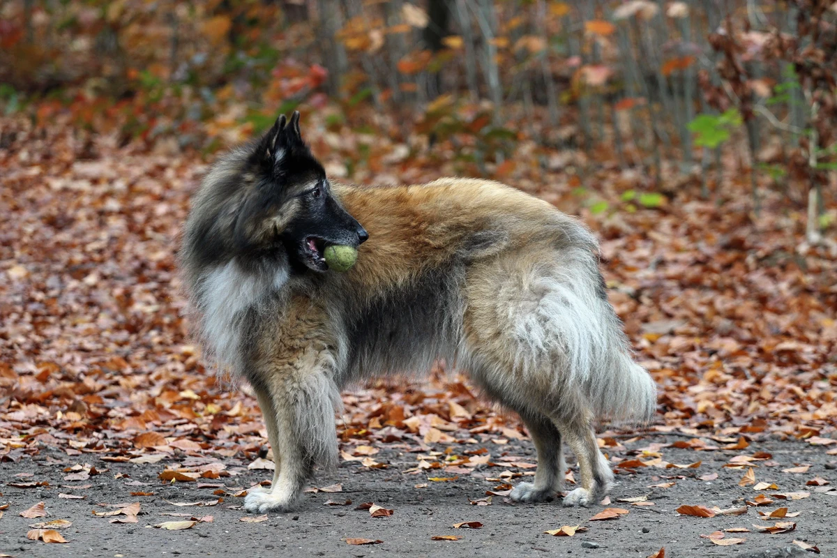 Belgischer Schäferhund