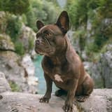 Bulldog francés