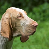 Bloodhound