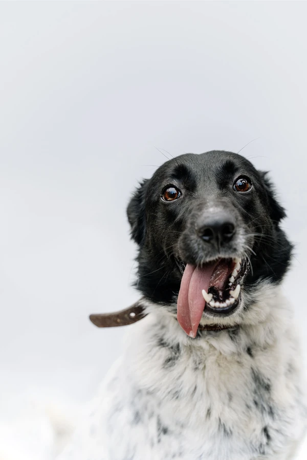 Friesische Vorstehhund