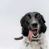 Friesische Vorstehhund