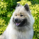 Keeshond (spitz lobo)