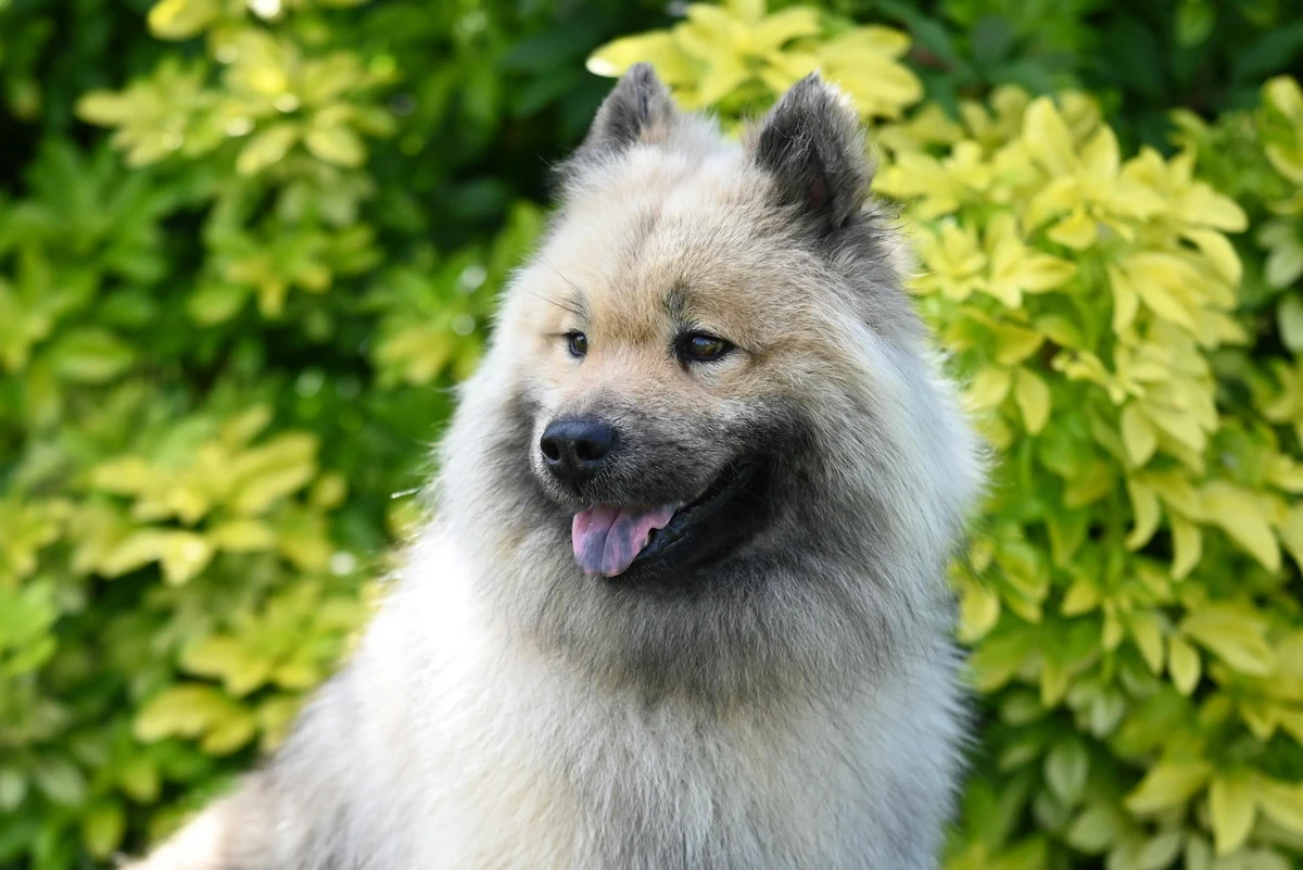 Keeshond (Wolfspitz)
