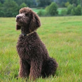 Caniche