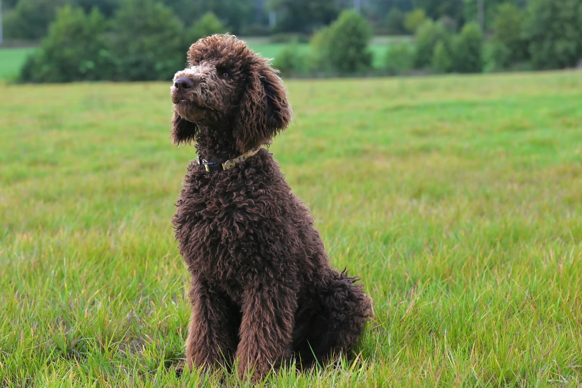 Poodle
