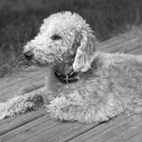 Terrier de Bedlington