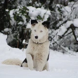 Laika yakutiana