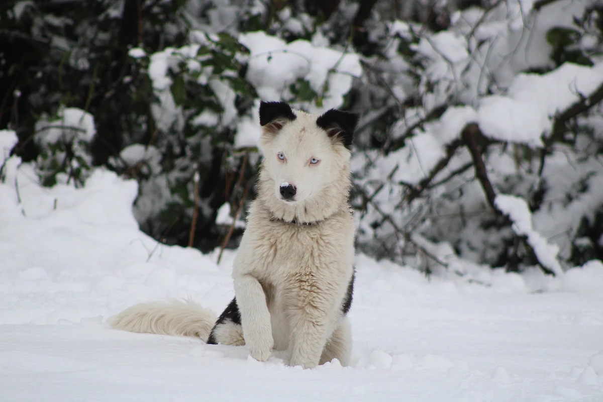 Yakutian Laika