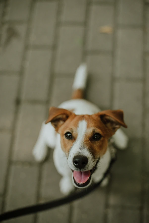 Jack Russell Terrier