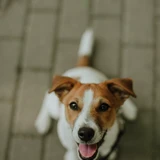 Jack Russell Terrier