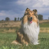 Collie de pelo largo