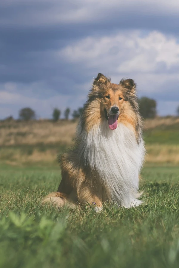 Collie Rough
