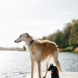 Borzoi