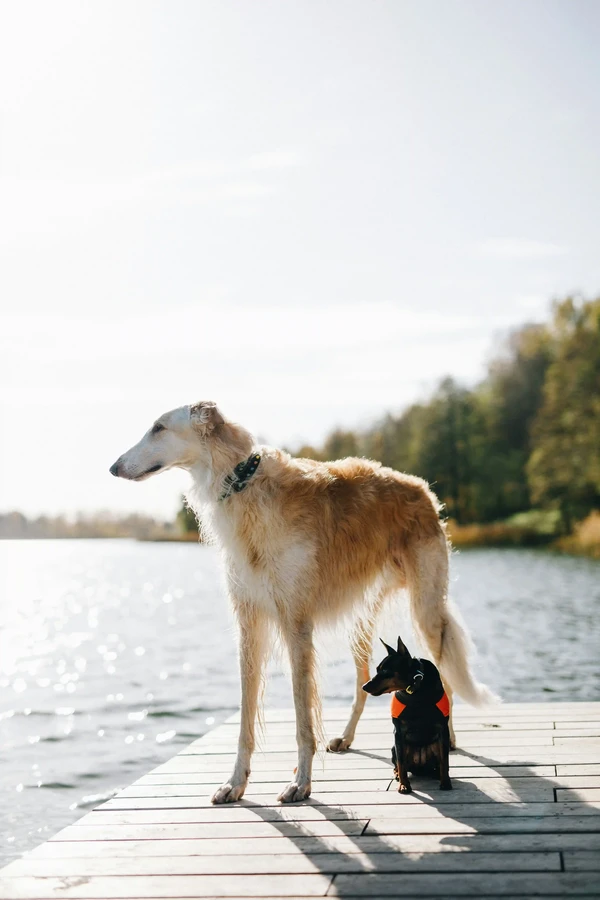 Borzoi