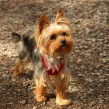 Terrier yorkshire
