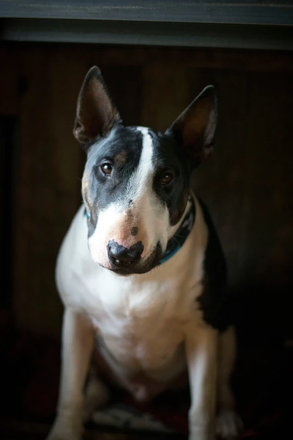 Bull Terrier
