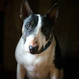 Bull terrier