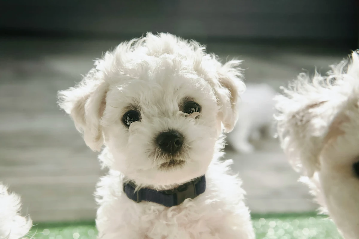 Bichon Frise
